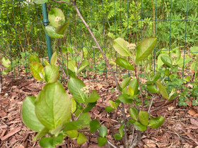Marjaaronia pensaita, Kasvit ja siemenet, Piha ja puutarha, Nurmes, Tori.fi Marjaaronia pensaita, Kasvit ja siemenet, Piha ja puutarha, Nurmes, Tori.fi