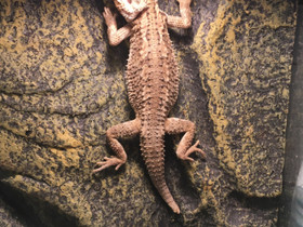 Kääpiöparta-agama, Muut eläimet, Lemmikkieläimet, Laukaa, Tori.fi Kääpiöparta-agama, Muut eläimet, Lemmikkieläimet, Laukaa, Tori.fi