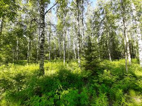 7435m², Kinnulanniemi Tontti 4, Suonenjoki, Tontit, Suonenjoki, Tori.fi 7435m², Kinnulanniemi Tontti 4, Suonenjoki, Tontit, Suonenjoki, Tori.fi