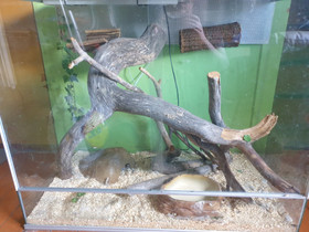 Liukuovi terraario, Muut eläimet, Lemmikkieläimet, Raahe, Tori.fi Liukuovi terraario, Muut eläimet, Lemmikkieläimet, Raahe, Tori.fi