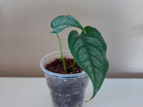 Monstera siltepecana, Kasvit ja siemenet, Piha ja puutarha, Joensuu, Tori.fi Monstera siltepecana, Kasvit ja siemenet, Piha ja puutarha, Joensuu, Tori.fi
