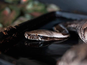 Python curtus (Sumatran short-tail python), Muut eläimet, Lemmikkieläimet, Saarijärvi, Tori.fi Python curtus (Sumatran short-tail python), Muut eläimet, Lemmikkieläimet, Saarijärvi, Tori.fi