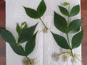 Hoya Polyneura, Kasvit ja siemenet, Piha ja puutarha, Joensuu, Tori.fi Hoya Polyneura, Kasvit ja siemenet, Piha ja puutarha, Joensuu, Tori.fi