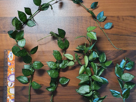 Hoya Lacunosa, Kasvit ja siemenet, Piha ja puutarha, Joensuu, Tori.fi Hoya Lacunosa, Kasvit ja siemenet, Piha ja puutarha, Joensuu, Tori.fi