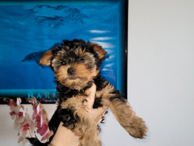 Yorkshire Terrier, Koirat, Lemmikkieläimet, Valkeakoski, Tori.fi Yorkshire Terrier, Koirat, Lemmikkieläimet, Valkeakoski, Tori.fi