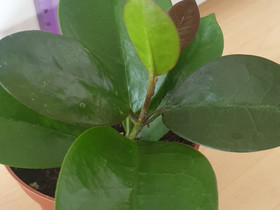 Hoya Australis,, Kasvit ja siemenet, Piha ja puutarha, Kotka, Tori.fi Hoya Australis,, Kasvit ja siemenet, Piha ja puutarha, Kotka, Tori.fi
