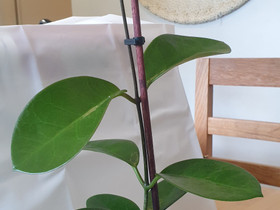 Hoya australis, Kasvit ja siemenet, Piha ja puutarha, Kotka, Tori.fi Hoya australis, Kasvit ja siemenet, Piha ja puutarha, Kotka, Tori.fi