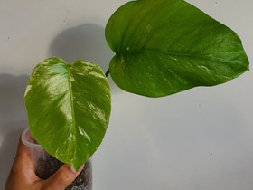 Monstera variegata albo kasvi, Kasvit ja siemenet, Piha ja puutarha, Seinäjoki, Tori.fi Monstera variegata albo kasvi, Kasvit ja siemenet, Piha ja puutarha, Seinäjoki, Tori.fi