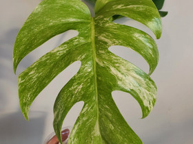 Monstera Albo variegata, Kasvit ja siemenet, Piha ja puutarha, Seinäjoki, Tori.fi Monstera Albo variegata, Kasvit ja siemenet, Piha ja puutarha, Seinäjoki, Tori.fi