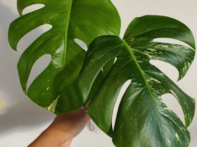 Monstera albo variegata, Kasvit ja siemenet, Piha ja puutarha, Seinäjoki, Tori.fi Monstera albo variegata, Kasvit ja siemenet, Piha ja puutarha, Seinäjoki, Tori.fi