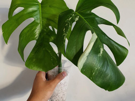 Monstera albo variegata, Kasvit ja siemenet, Piha ja puutarha, Seinäjoki, Tori.fi Monstera albo variegata, Kasvit ja siemenet, Piha ja puutarha, Seinäjoki, Tori.fi