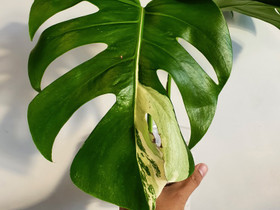 Monstera albo variegata, Kasvit ja siemenet, Piha ja puutarha, Seinäjoki, Tori.fi Monstera albo variegata, Kasvit ja siemenet, Piha ja puutarha, Seinäjoki, Tori.fi