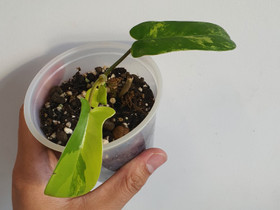 Philodendron florida beauty, Kasvit ja siemenet, Piha ja puutarha, Seinäjoki, Tori.fi Philodendron florida beauty, Kasvit ja siemenet, Piha ja puutarha, Seinäjoki, Tori.fi