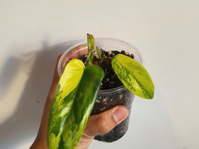 Philodendron florida beauty, Kasvit ja siemenet, Piha ja puutarha, Seinäjoki, Tori.fi Philodendron florida beauty, Kasvit ja siemenet, Piha ja puutarha, Seinäjoki, Tori.fi