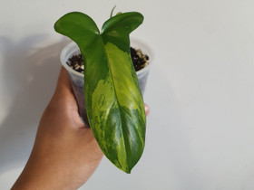 Philodendron florida beauty, Kasvit ja siemenet, Piha ja puutarha, Seinäjoki, Tori.fi Philodendron florida beauty, Kasvit ja siemenet, Piha ja puutarha, Seinäjoki, Tori.fi