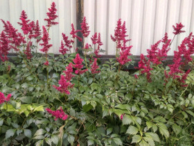 Jaloangervo (astilbe), Kasvit ja siemenet, Piha ja puutarha, Kotka, Tori.fi Jaloangervo (astilbe), Kasvit ja siemenet, Piha ja puutarha, Kotka, Tori.fi