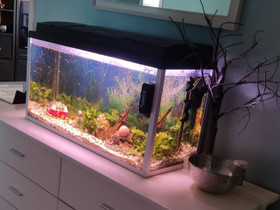 100L akvaario tarvikkeineen, Kalat ja akvaariot, Lemmikkieläimet, Porvoo, Tori.fi 100L akvaario tarvikkeineen, Kalat ja akvaariot, Lemmikkieläimet, Porvoo, Tori.fi
