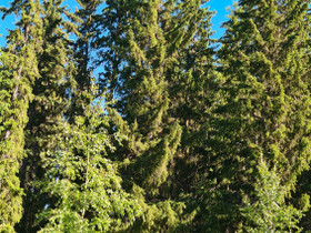 Metsää, Metsätilat ja maatilat, Vesilahti, Tori.fi Metsää, Metsätilat ja maatilat, Vesilahti, Tori.fi