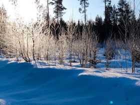 Peltoa/metsää, Metsätilat ja maatilat, Keuruu, Tori.fi Peltoa/metsää, Metsätilat ja maatilat, Keuruu, Tori.fi