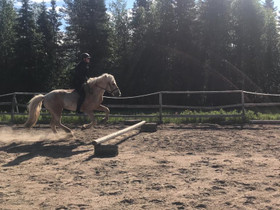 Liikutusta vaille olevaa ponia?, Hevoset ja ponit, Hevoset ja hevosurheilu, Kolari, Tori.fi