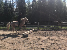Liikutusta vaille olevaa ponia?, Hevoset ja ponit, Hevoset ja hevosurheilu, Kolari, Tori.fi Liikutusta vaille olevaa ponia?, Hevoset ja ponit, Hevoset ja hevosurheilu, Kolari, Tori.fi