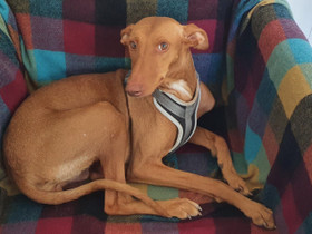 Podenco Canario, Koirat, Lemmikkieläimet, Imatra, Tori.fi Podenco Canario, Koirat, Lemmikkieläimet, Imatra, Tori.fi