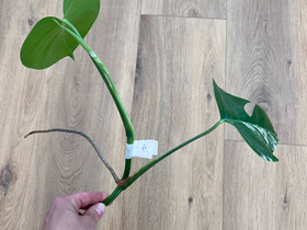 Monstera variegata pistokkaat, Kasvit ja siemenet, Piha ja puutarha, Seinäjoki, Tori.fi Monstera variegata pistokkaat, Kasvit ja siemenet, Piha ja puutarha, Seinäjoki, Tori.fi