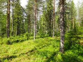 1131m², Luosto Orresokka, Suovatie Kortteli 284, t, Tontit, Sodankylä, Tori.fi 1131m², Luosto Orresokka, Suovatie Kortteli 284, t, Tontit, Sodankylä, Tori.fi