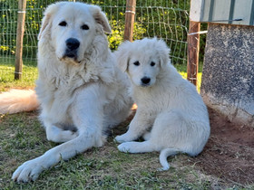 Maremmano-Abruzzese, Koirat, Lemmikkieläimet, Kaustinen, Tori.fi Maremmano-Abruzzese, Koirat, Lemmikkieläimet, Kaustinen, Tori.fi