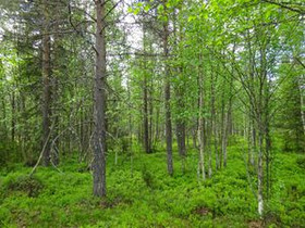 1492m², Luosto Orresokka, Neulastie Kortteli 204,, Tontit, Sodankylä, Tori.fi 1492m², Luosto Orresokka, Neulastie Kortteli 204,, Tontit, Sodankylä, Tori.fi