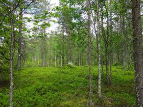 1879m², Luosto Orresokka, Neulastie Kortteli 207,, Tontit, Sodankylä, Tori.fi 1879m², Luosto Orresokka, Neulastie Kortteli 207,, Tontit, Sodankylä, Tori.fi