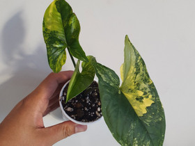 Syngonium Aurea, Kasvit ja siemenet, Piha ja puutarha, Seinäjoki, Tori.fi Syngonium Aurea, Kasvit ja siemenet, Piha ja puutarha, Seinäjoki, Tori.fi