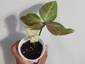 Syngonium strawberry milk, Kasvit ja siemenet, Piha ja puutarha, Seinäjoki, Tori.fi Syngonium strawberry milk, Kasvit ja siemenet, Piha ja puutarha, Seinäjoki, Tori.fi
