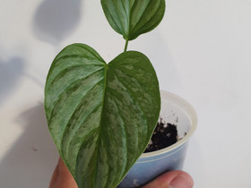 Philodendron Majestic, Kasvit ja siemenet, Piha ja puutarha, Seinäjoki, Tori.fi Philodendron Majestic, Kasvit ja siemenet, Piha ja puutarha, Seinäjoki, Tori.fi