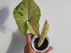 Syngonium confetti tricolor, Kasvit ja siemenet, Piha ja puutarha, Seinäjoki, Tori.fi Syngonium confetti tricolor, Kasvit ja siemenet, Piha ja puutarha, Seinäjoki, Tori.fi