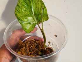 Philodendron paraiso verde, Kasvit ja siemenet, Piha ja puutarha, Seinäjoki, Tori.fi Philodendron paraiso verde, Kasvit ja siemenet, Piha ja puutarha, Seinäjoki, Tori.fi