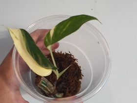 Epipremnum pinnatum albo, Kasvit ja siemenet, Piha ja puutarha, Seinäjoki, Tori.fi Epipremnum pinnatum albo, Kasvit ja siemenet, Piha ja puutarha, Seinäjoki, Tori.fi