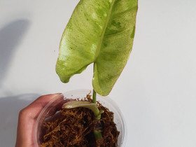 Philodendron Paraiso Verde, Kasvit ja siemenet, Piha ja puutarha, Seinäjoki, Tori.fi Philodendron Paraiso Verde, Kasvit ja siemenet, Piha ja puutarha, Seinäjoki, Tori.fi