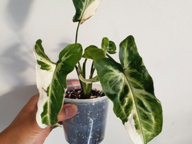 Syngonium T25, Kasvit ja siemenet, Piha ja puutarha, Seinäjoki, Tori.fi Syngonium T25, Kasvit ja siemenet, Piha ja puutarha, Seinäjoki, Tori.fi