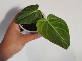 Philodendron melanochrysum, Kasvit ja siemenet, Piha ja puutarha, Seinäjoki, Tori.fi Philodendron melanochrysum, Kasvit ja siemenet, Piha ja puutarha, Seinäjoki, Tori.fi