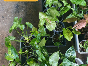 Syngonium/philodendron, Kasvit ja siemenet, Piha ja puutarha, Seinäjoki, Tori.fi Syngonium/philodendron, Kasvit ja siemenet, Piha ja puutarha, Seinäjoki, Tori.fi