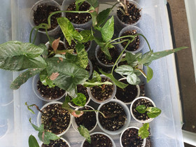Syngonium, Kasvit ja siemenet, Piha ja puutarha, Seinäjoki, Tori.fi Syngonium, Kasvit ja siemenet, Piha ja puutarha, Seinäjoki, Tori.fi