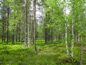 1375m², Luosto Orresokka, Neulastie Kortteli 204,, Tontit, Sodankylä, Tori.fi 1375m², Luosto Orresokka, Neulastie Kortteli 204,, Tontit, Sodankylä, Tori.fi