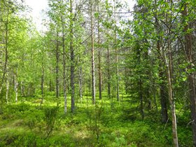 7023m², Luosto Orresokka, Hankatie Kortteli 208, t, Tontit, Sodankylä, Tori.fi 7023m², Luosto Orresokka, Hankatie Kortteli 208, t, Tontit, Sodankylä, Tori.fi