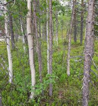 4338m², Luosto Orresokka, Sokantie Kortteli 200, t, Tontit, Sodankylä, Tori.fi 4338m², Luosto Orresokka, Sokantie Kortteli 200, t, Tontit, Sodankylä, Tori.fi