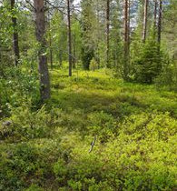 1100m², Luosto Orresokka, Neulastie Kortteli 206,, Tontit, Sodankylä, Tori.fi 1100m², Luosto Orresokka, Neulastie Kortteli 206,, Tontit, Sodankylä, Tori.fi