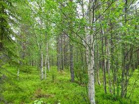 9038m², Luosto Orresokka, Hankatie Kortteli 208, t, Tontit, Sodankylä, Tori.fi 9038m², Luosto Orresokka, Hankatie Kortteli 208, t, Tontit, Sodankylä, Tori.fi