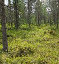 1000m², Luosto Orresokka, Neulastie Kortteli 206,, Tontit, Sodankylä, Tori.fi 1000m², Luosto Orresokka, Neulastie Kortteli 206,, Tontit, Sodankylä, Tori.fi