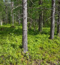 1665m², Luosto Orresokka, Neulastie Kortteli 207,, Tontit, Sodankylä, Tori.fi 1665m², Luosto Orresokka, Neulastie Kortteli 207,, Tontit, Sodankylä, Tori.fi