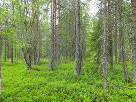920m², Luosto Orresokka, Pihkatie Kortteli 252, to, Tontit, Sodankylä, Tori.fi